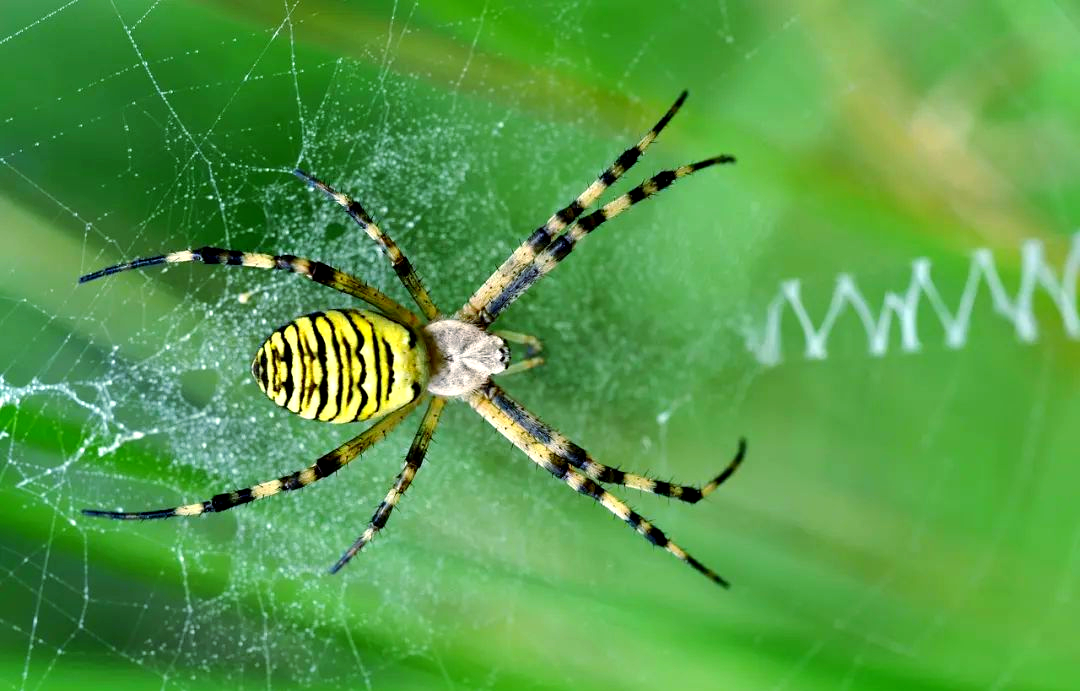 探索蜘蛛王国:众多奇特蜘蛛种类与生活习性揭秘