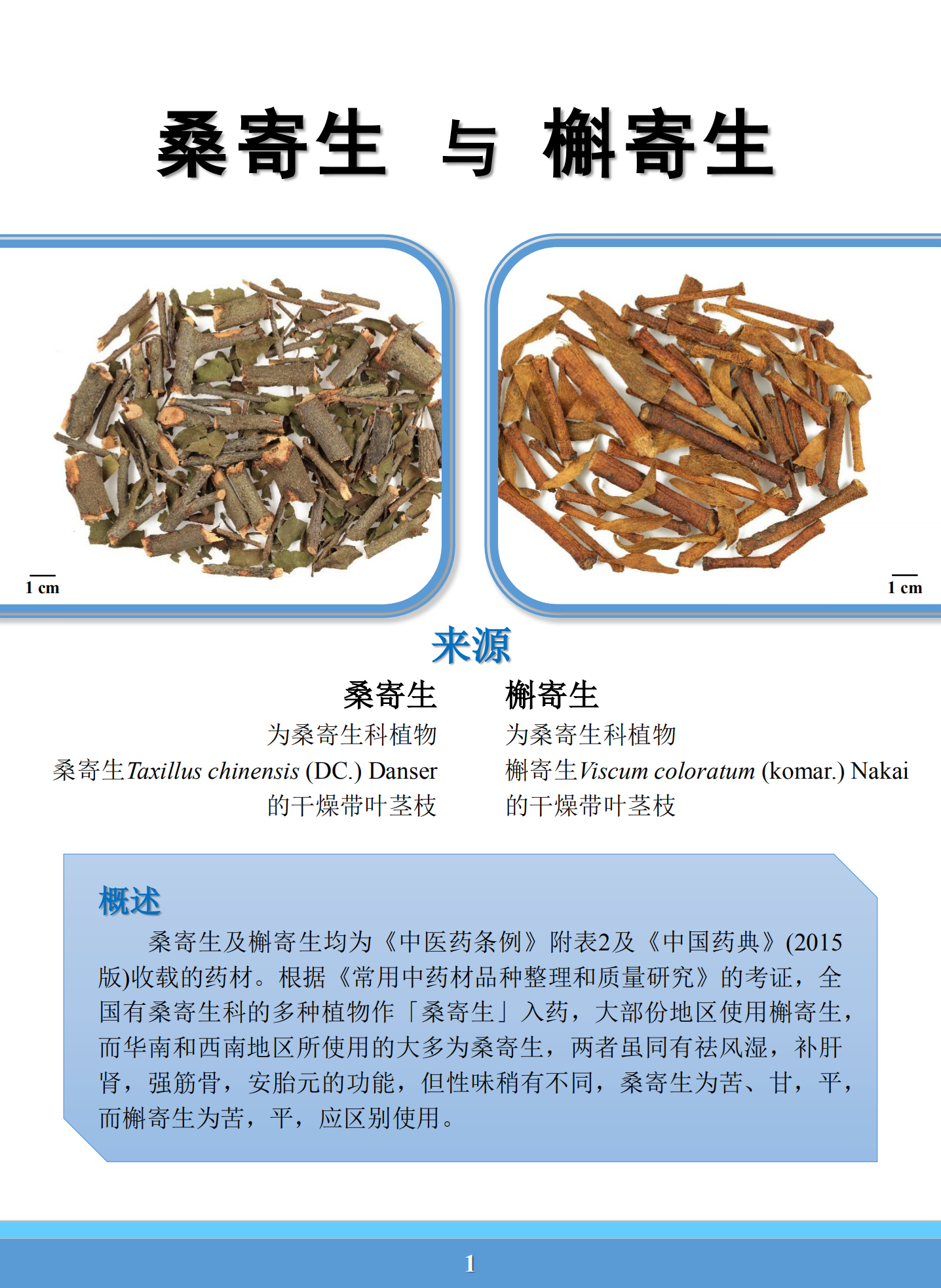 新/马草药自然医学: 桑寄生的功效.Rusty-leaf Mistletoe ~ Benefits of(Taxillus ...
