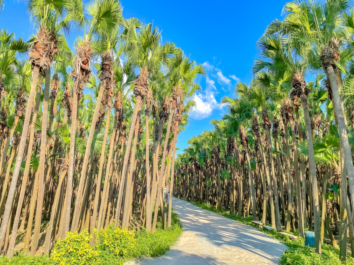 「新会旅游」红色寻史经典游线——趁着好天气,赶紧走起吧!