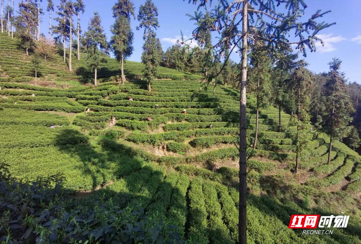 保靖县吕洞山镇最是三月美茶农笑开颜