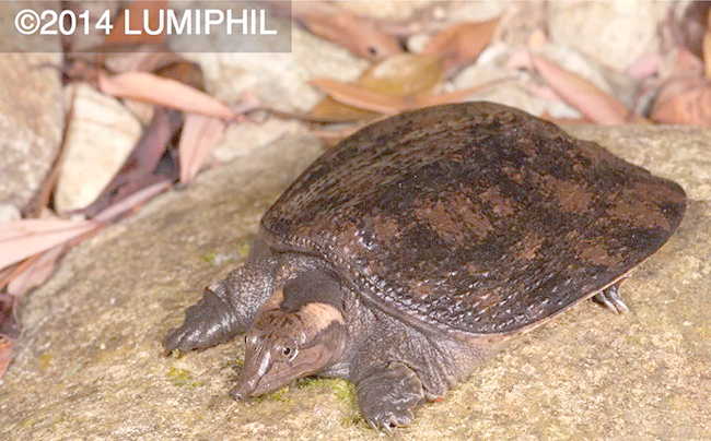山瑞鳖:独特种类,面临濒危保护