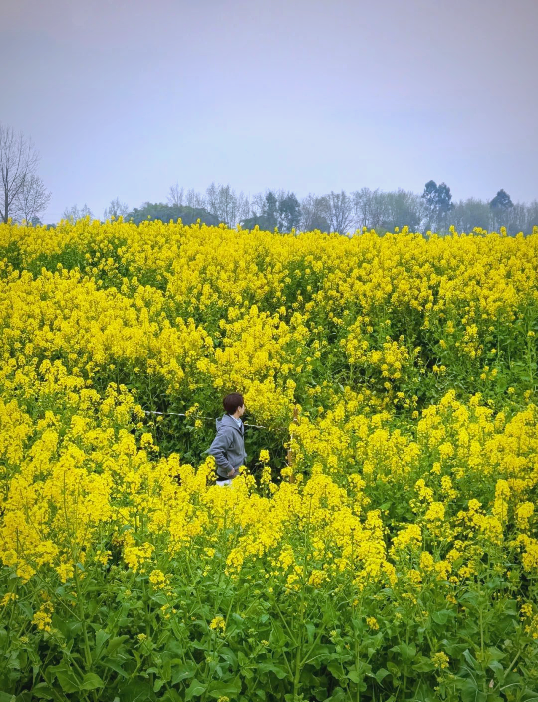 成都周边游:邛崃两河村的油菜花与江南水乡