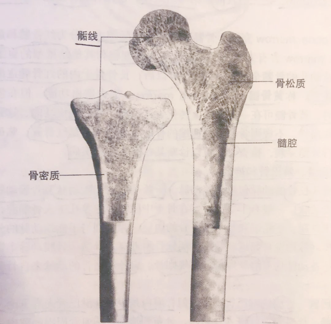 骨骼系统详析:构造,功能及运动影响