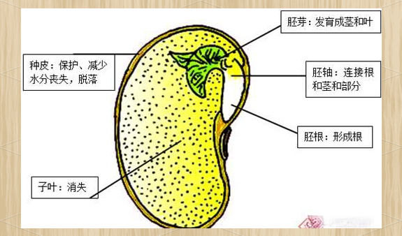 黄豆,红豆,绿豆的生长区别与特点