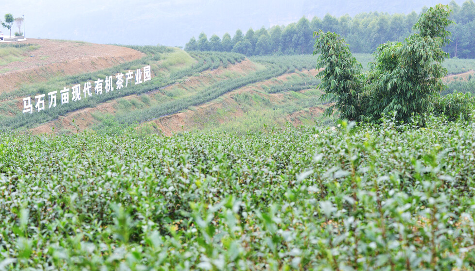 荣县旭阳镇:乡村振兴万亩有机茶先行