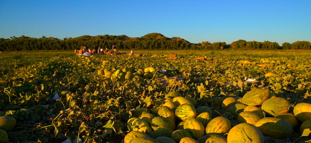 南湖哈密瓜品牌效应佳