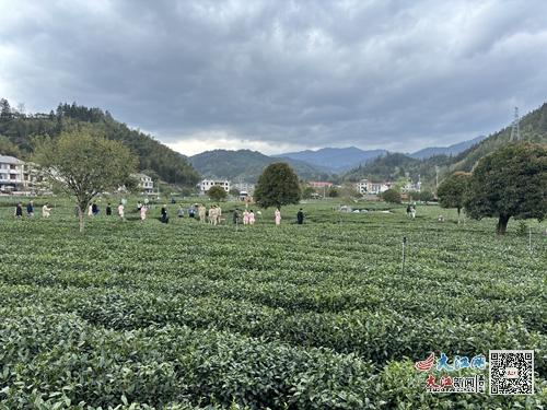 「大江探访吉安老字号」遂川狗牯脑茶:千年历史文化孕育出的"金叶子"
