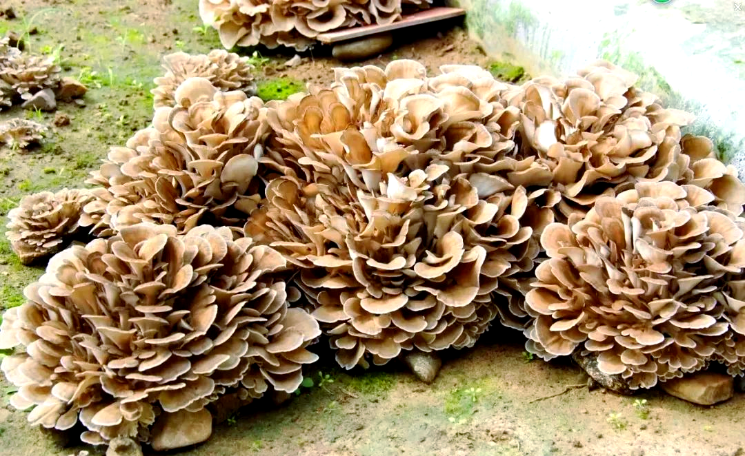 引言:昔日罕见的板栗树下菌类,如今已成为农民的致富新宠,大量种植