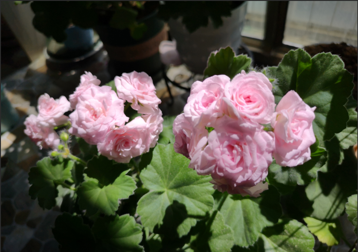 天竺葵白鼠—花美若玫瑰,丰花勤花,栽培简单,很值得拥有