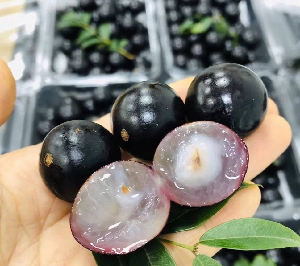 沙巴嘉宝果一年结几次果,怎么修剪