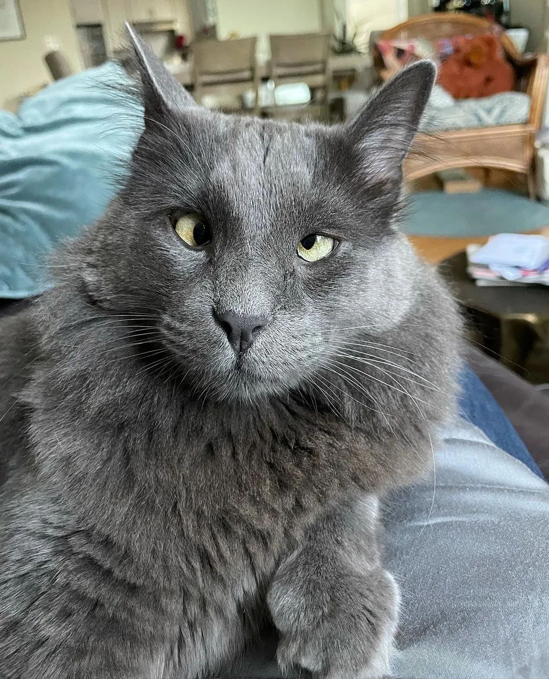 好潦草的一只对眼喵,这只喵界清流竟也能靠颜值杀出属于自己的网红路!