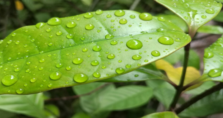 一首雨後天晴的現代詩