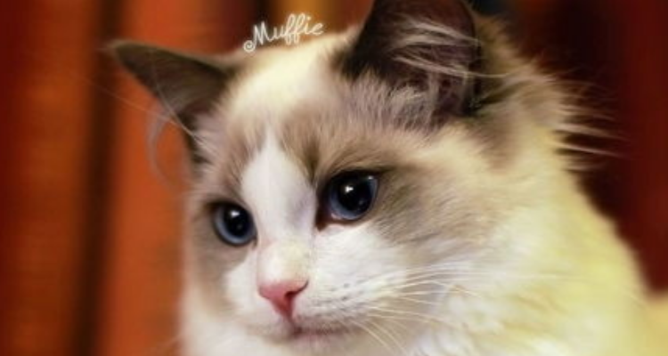 噜是什么意思(猫猫呼噜噜是什么意思)