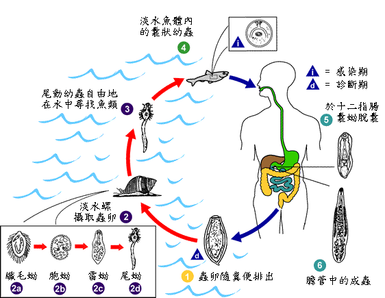 华支睾吸虫生活史图解图片