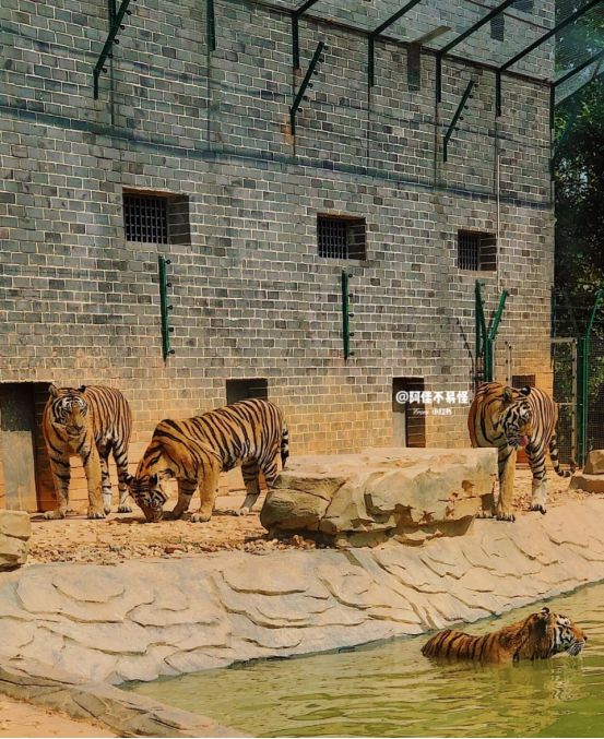 抓住虎年的尾巴,来感受撸猛虎的快乐!三珍虎园福气一整年