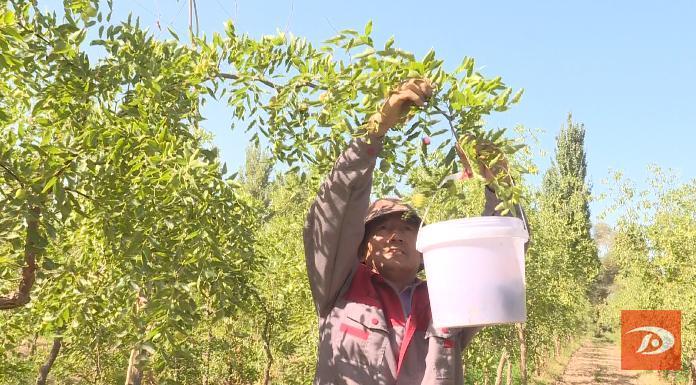 范玉:水果枣试种成功 生活更加甜蜜