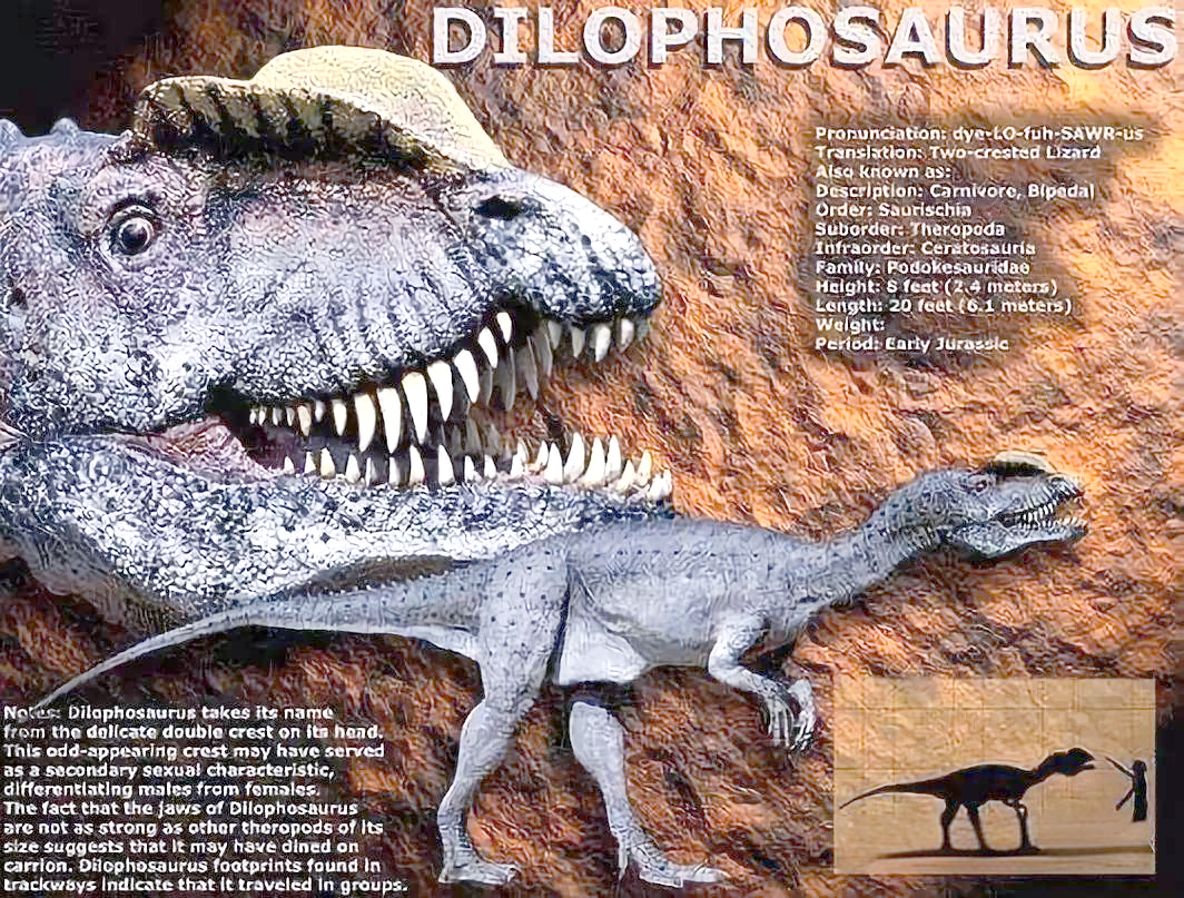 双冠龙:侏罗纪早期的神秘肉食恐龙