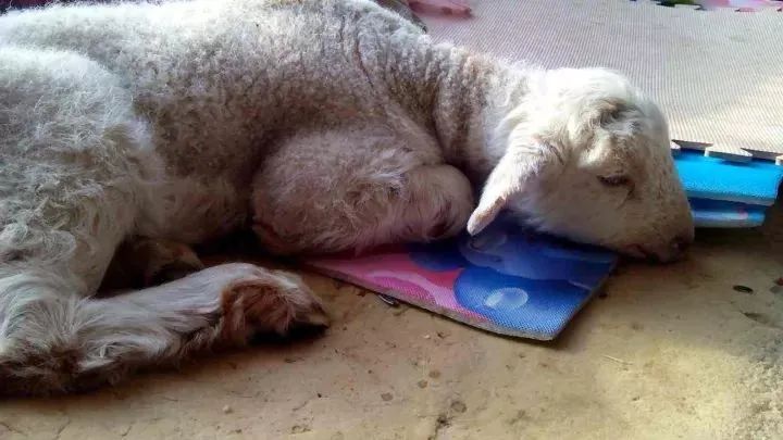 羊瘤胃积食=吃饱了撑的?教你一招,轻松治愈!