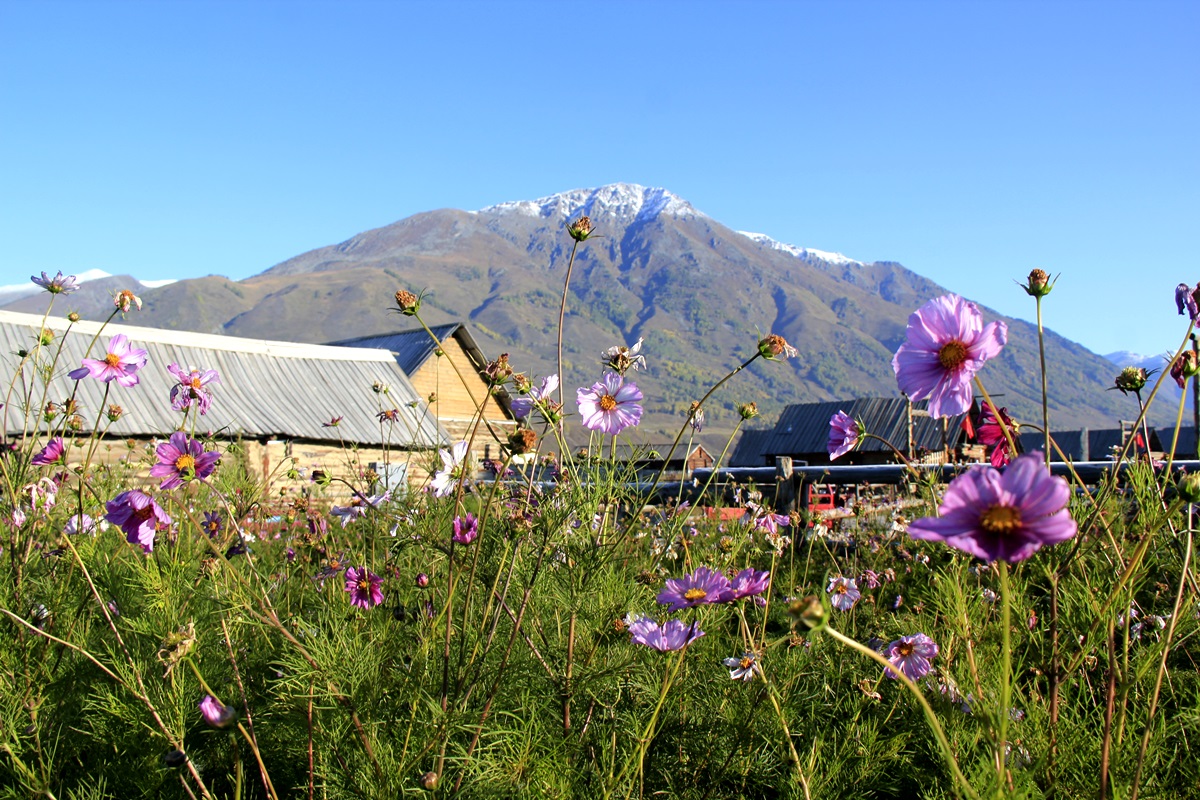 这四条开往秋天的自驾路线,收纳了中国一大半的美景