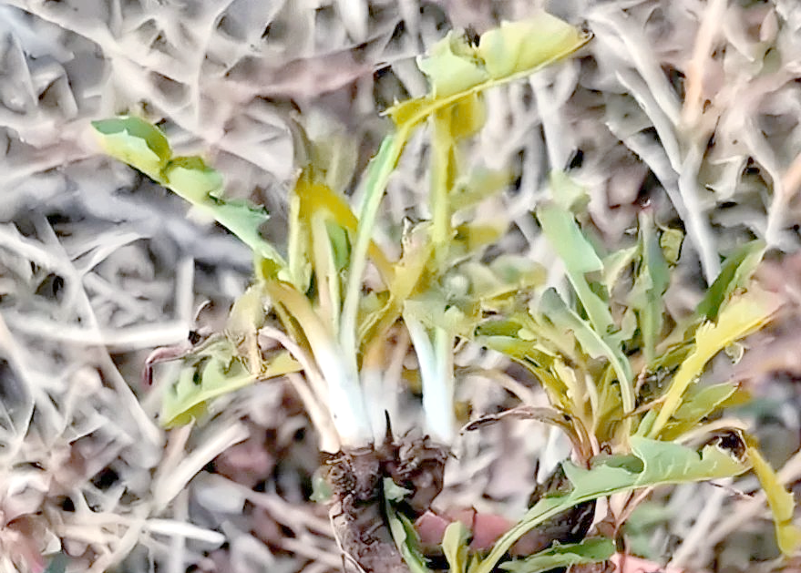 本溪春天山野菜全攻略:尝鲜与健康兼备