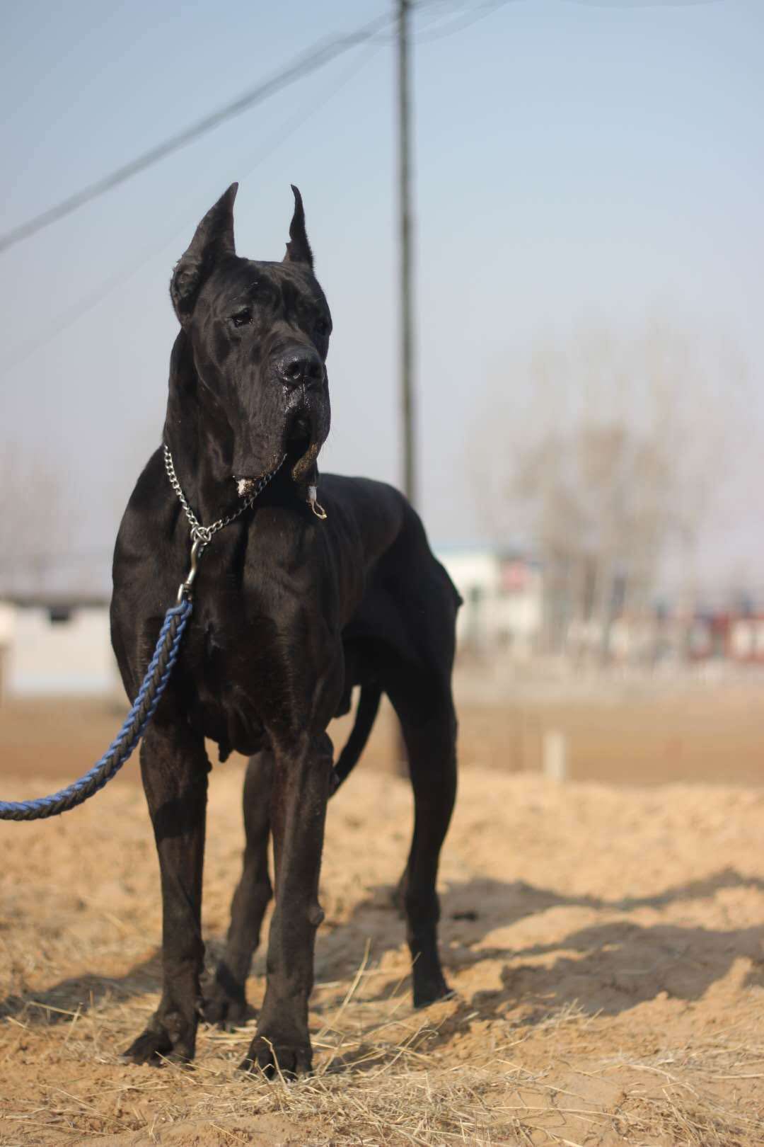 大丹犬的妊娠喂养与幼崽喂养