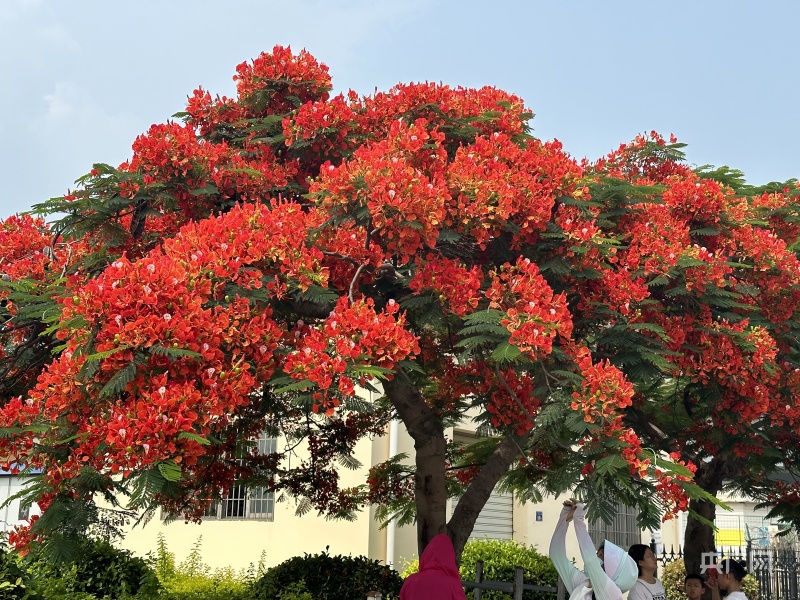 厦门市树 市花图片