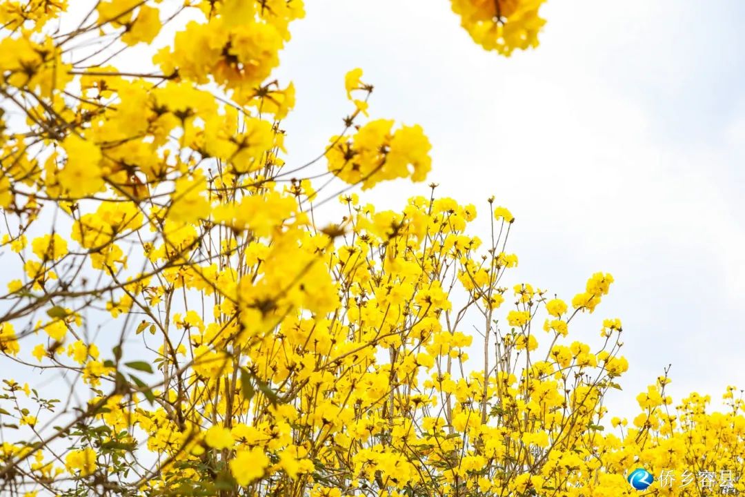 快来打卡!黄花风铃木盛开啦