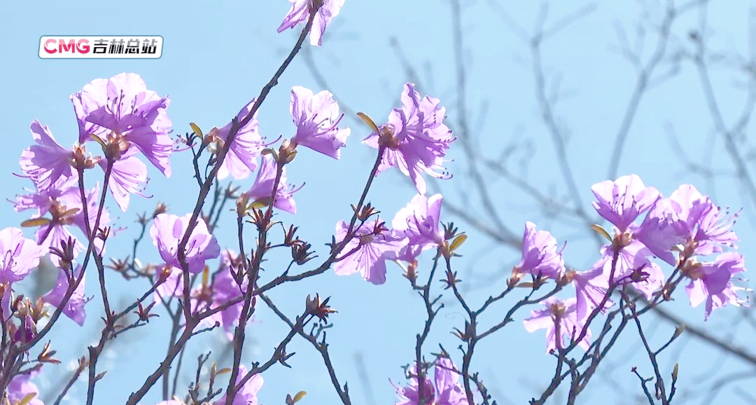延边州金达莱花的盛开与文化象征