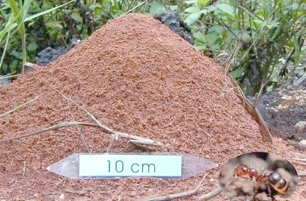 警惕户外危险:红火蚁巢遍布,如何保护自己?