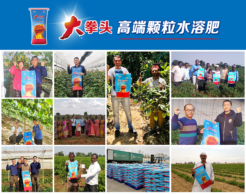 出口以色列的颗粒水溶肥品牌大拳头