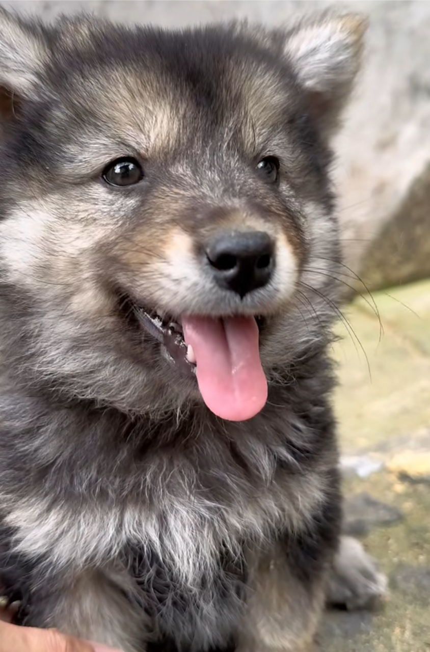 狗狗:我是中华田园犬哦,笑起来是不是也很治愈?[开心]