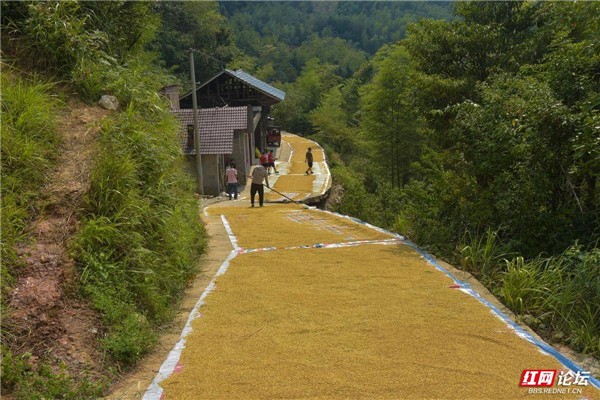 「每日一图@湖南」丰收时节,怀化中方瑶乡的晒谷场上金黄遍地