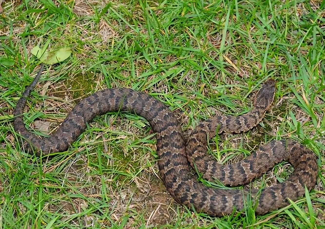 2000年长白山为何遍地毒蛇?20000条蛇路边盘踞,蛇出现与人有关