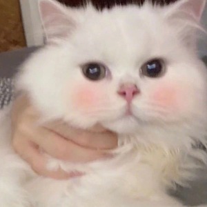 先自比"上帝之子"耶稣,后自嘲是"狼狈窜逃"的德川家康,孙正义这一次