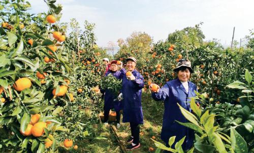 地处美丽富饶的江汉平原腹地,湖北省荆门市拥有丰富的农业资源,但一直