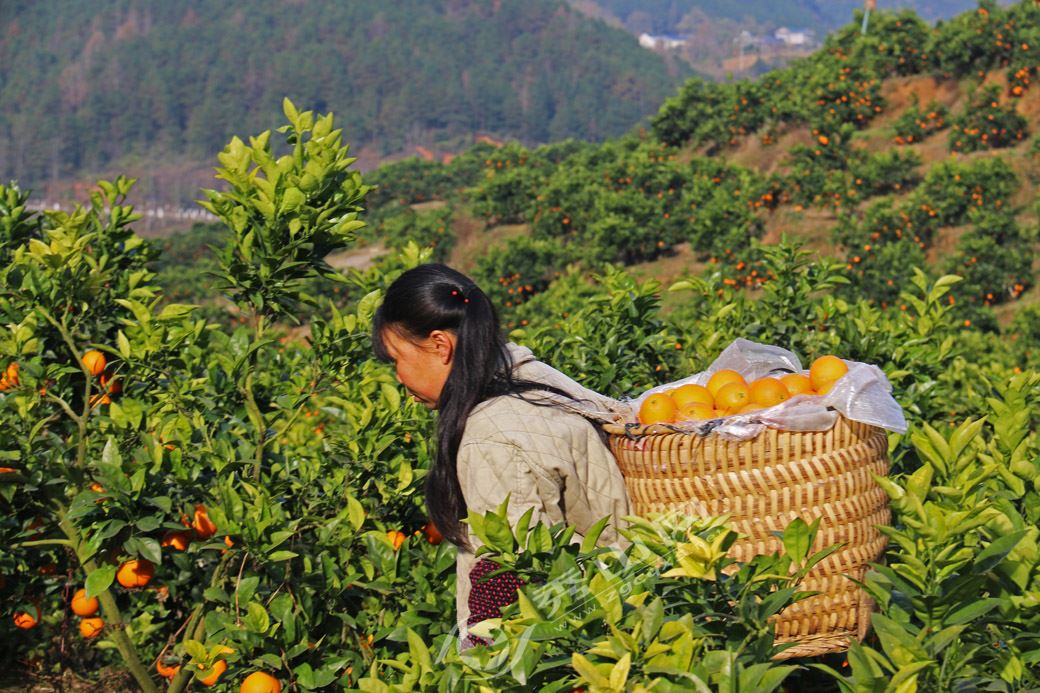 在手机上收能量和"种树"真的靠谱吗?将给我们带来怎样的变化?