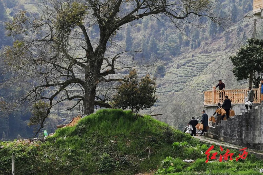 夜读黄金村里春意闹