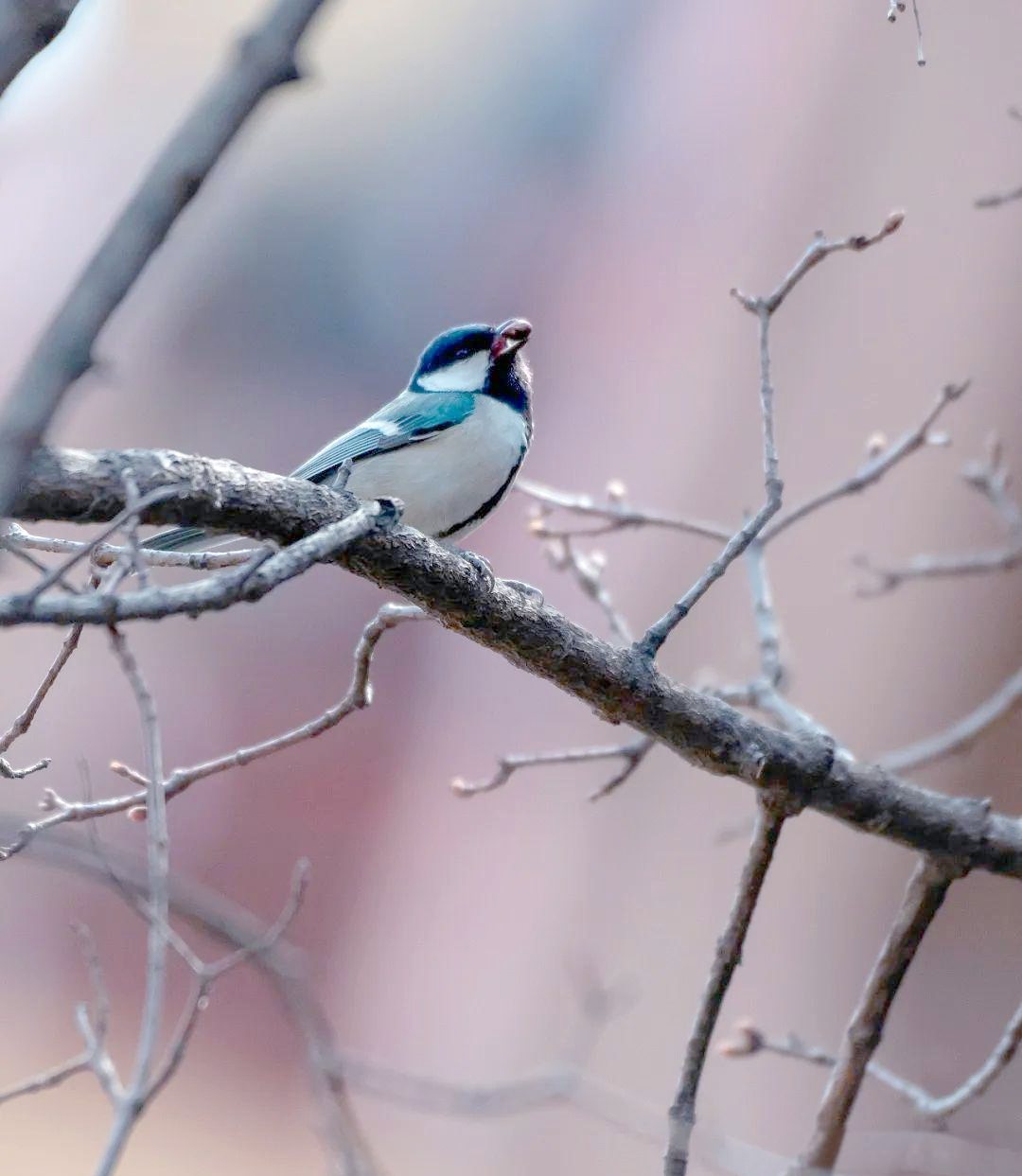 探索远东山雀的奥秘世界