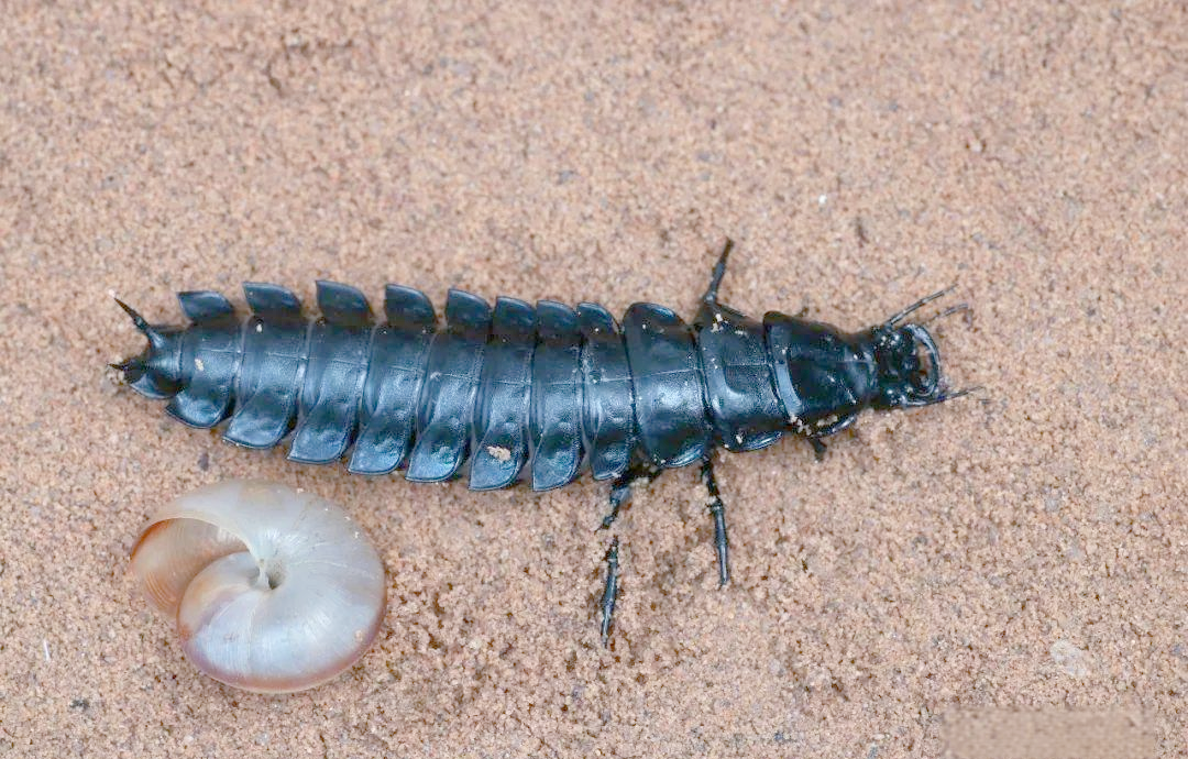 探秘拉步甲:昆虫世界中的独特生命