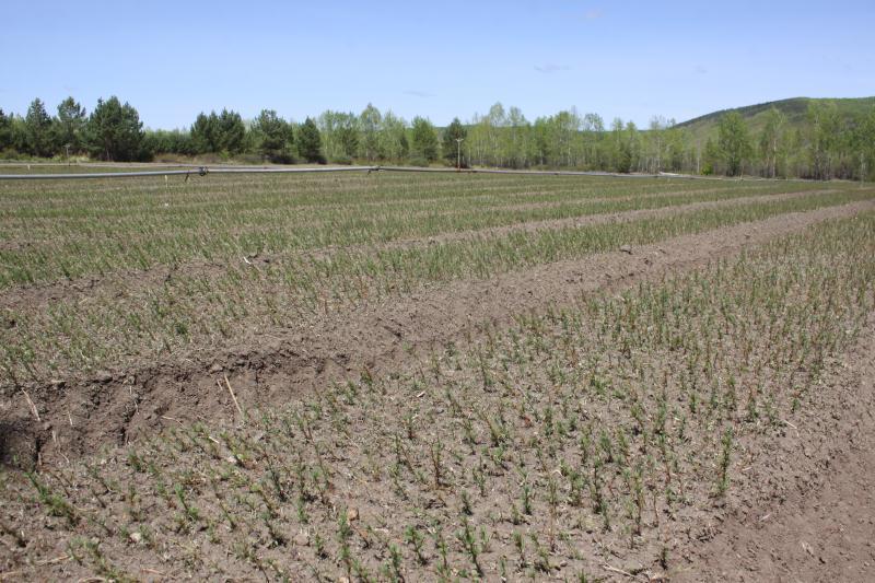 落叶松 樟子松 - 2020年最新商品信息聚合专区 - 百度爱采购