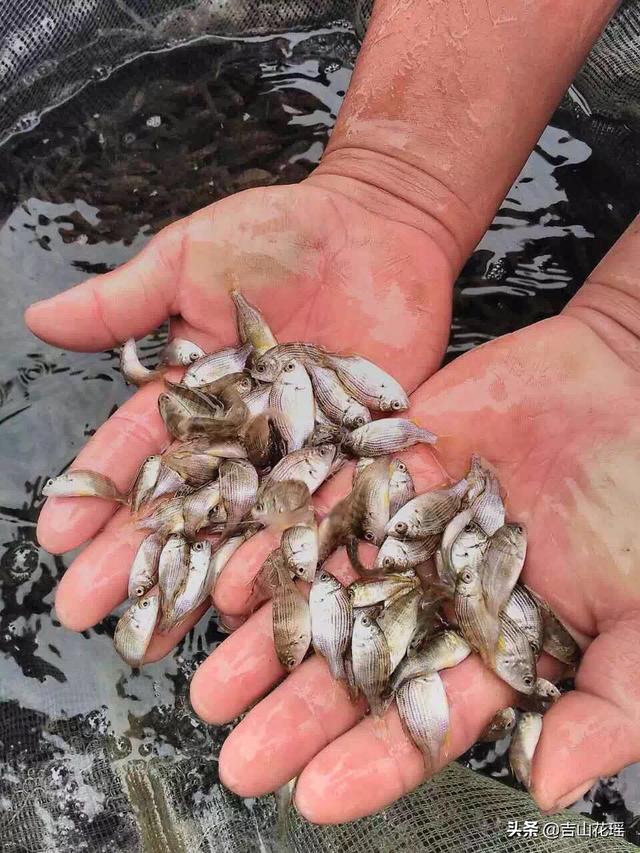 广东阳江黄鳍鲷苗种淡化技术研究