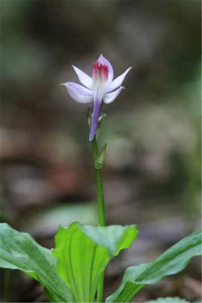 「生物多样性百科图谱」鹅毛玉凤花