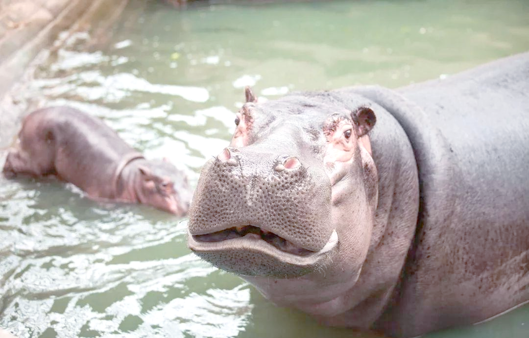 河马究竟是何物?与马有何不同?