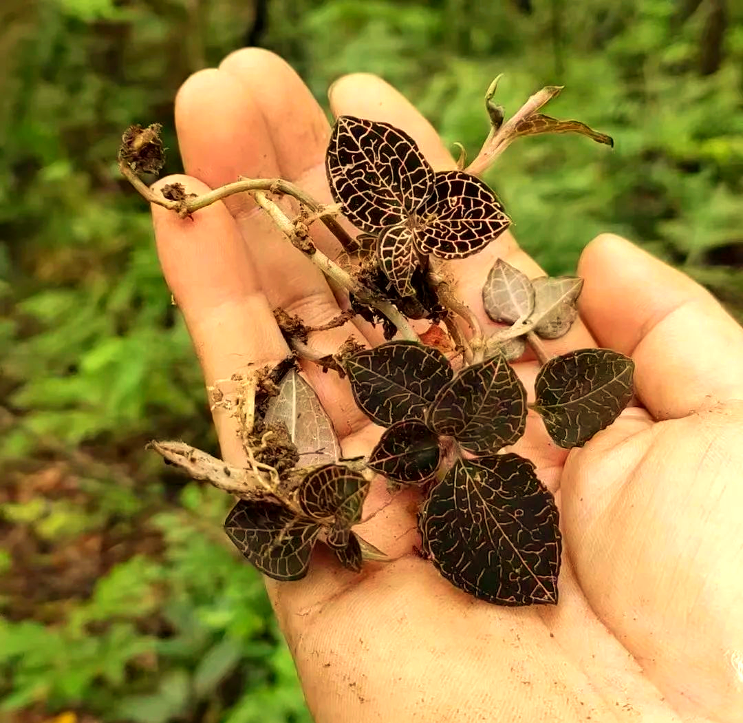 金线莲:南方草药瑰宝的神奇功效与应用
