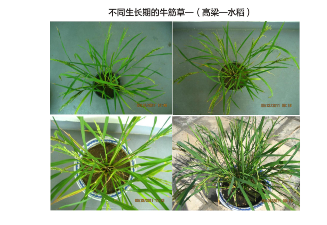 中国植物杂交育种的重大突破——朱培坤和他发明的植物染色体杂交技术