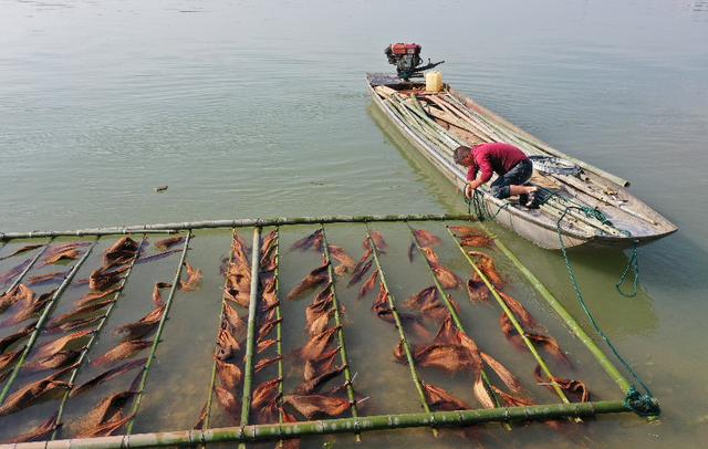 资江鱼儿有了新"产床"益阳首次铺设2000平方米人工鱼巢