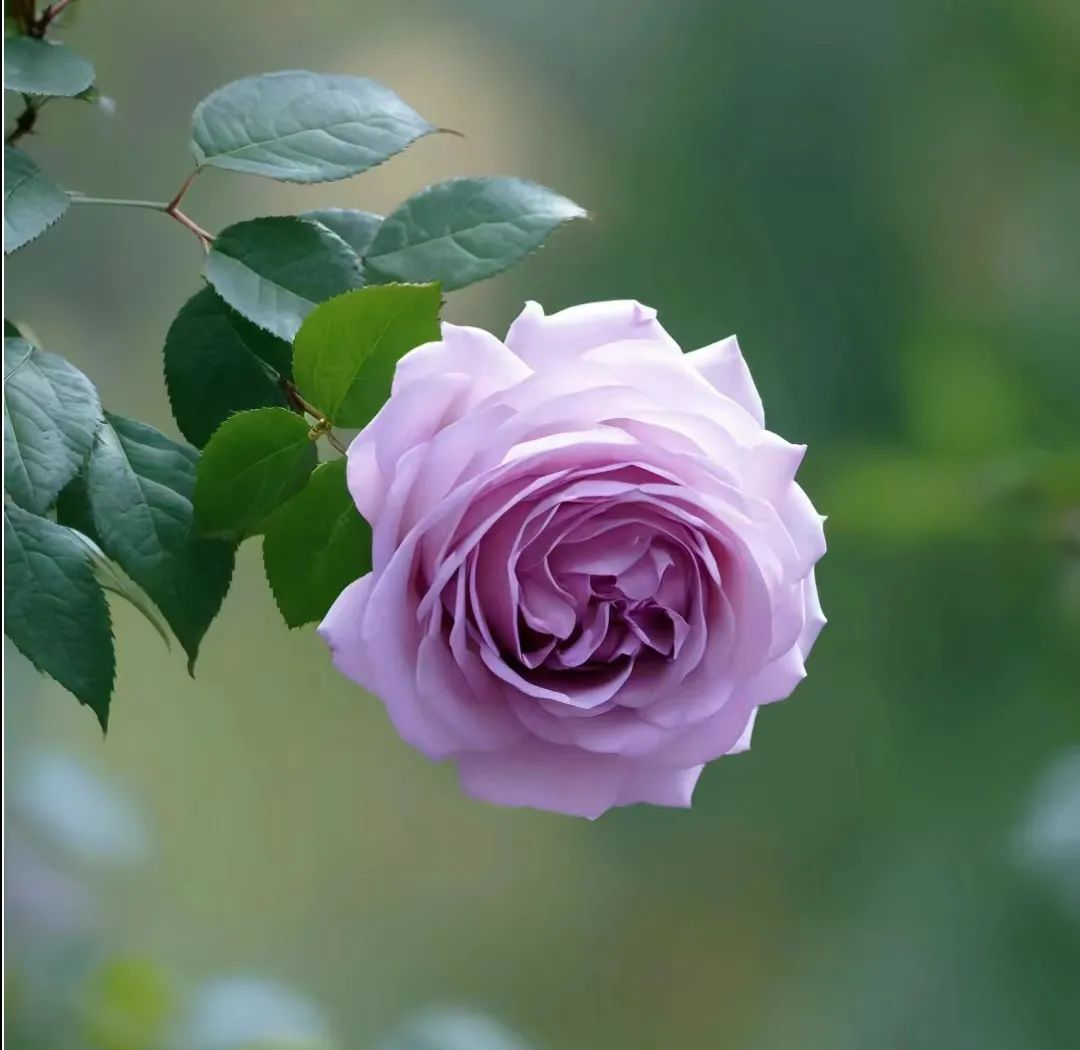 微信头像推荐:自然风景中的阳光与宁静,令人心旷神怡的头像选择