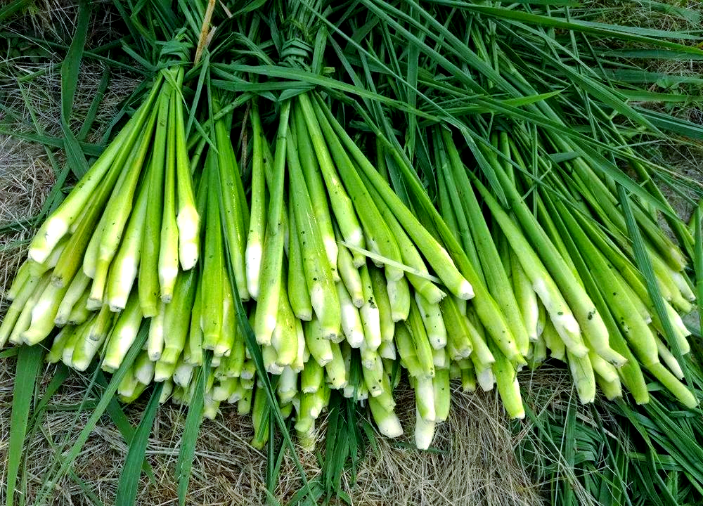 从稻谷到高端粮食:菰米的发展之路