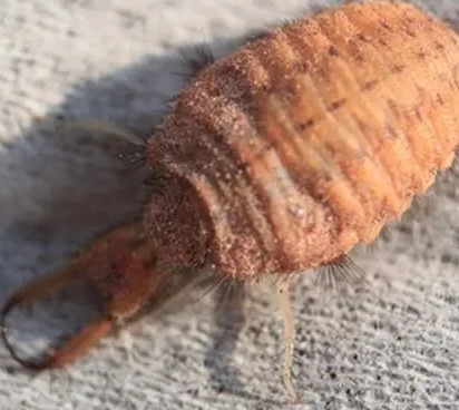 沙牛的养殖方法,沙牛沙漠中的黄金,养殖的秘密