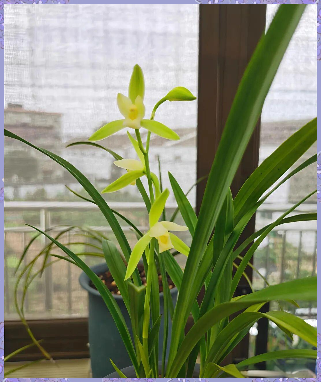 建兰素心品种的魅力探寻:6种兰花各显风姿